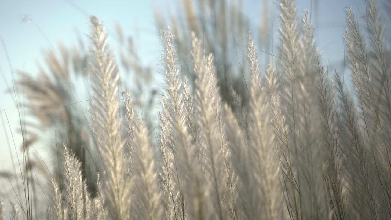 가을 하늘에 카슈 꽃이 피고 있다