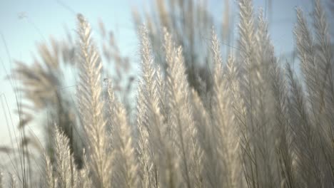 Kash-flowers-are-blooming-in-the-autumn-sky