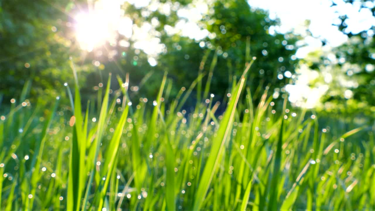 4k 녹색 잔디와 빛, 실시간 꾸준한, 동물 전망.