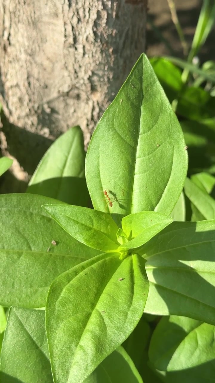 Formica rossa che striscia su una foglia verde alla luce del sole