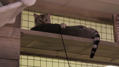 a cat relaxing high up in a cat basket, playing with a toy.