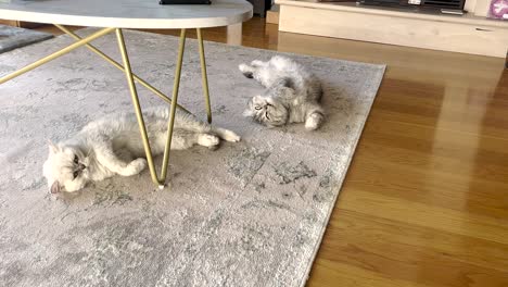 two cute and adorable cats lying relaxed on the carpet at home