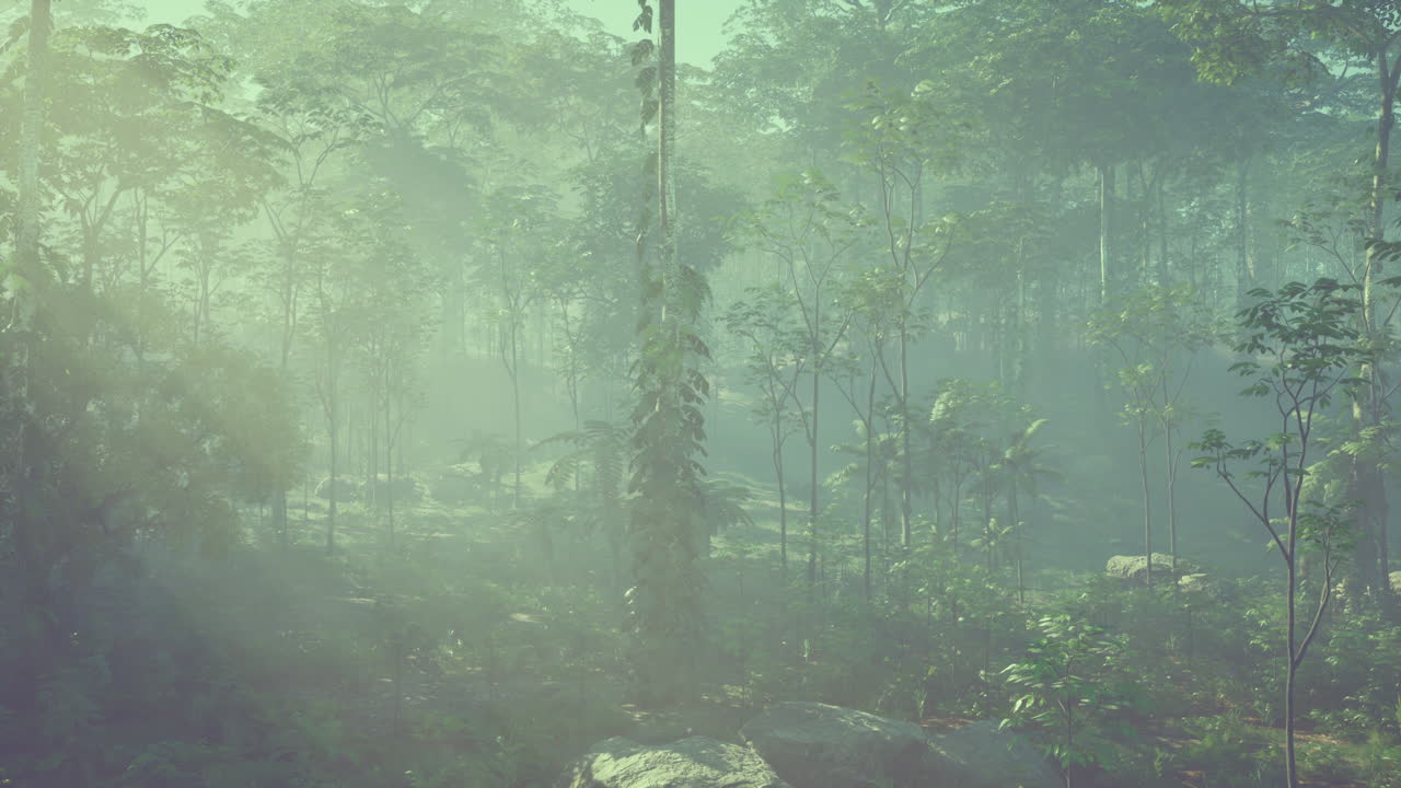 안개 숲 - 매혹적인 자연 풍경