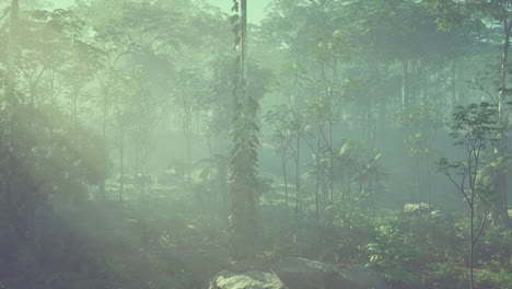 bosque de niebla - encantadora escena de la naturaleza