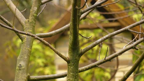 water well in the farm, europe, behind the branches-2