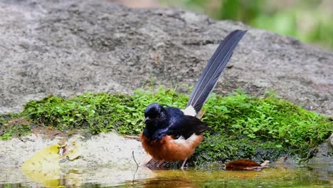 Shama-De-Rabadilla-Blanca-Bañándose-En-El-Bosque-Durante-Un-Día-Caluroso,-Copsychus-Malabaricus,-En-Cámara-Lenta