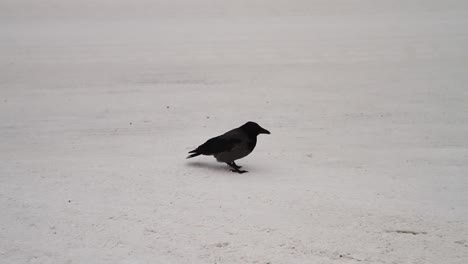 black bird pecking the ice on a frozen street