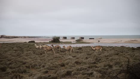 camels walking and grazing in the dried up swakopmund river in namibia with flamingos and beach in the background