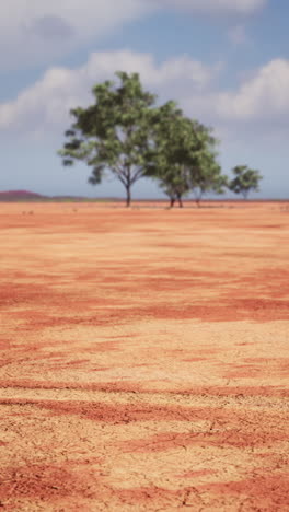 dry desert landscape with trees