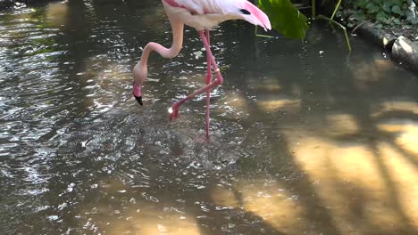 flamenco rosado en el agua