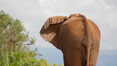 addo park, african adult elephant browsing at high elevation then walks away