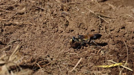 wasp moving across soil surface over time