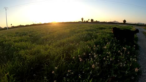 Hund-Läuft-Glücklich-Durch-Ein-Grasfeld-In-Den-Sonnenuntergang