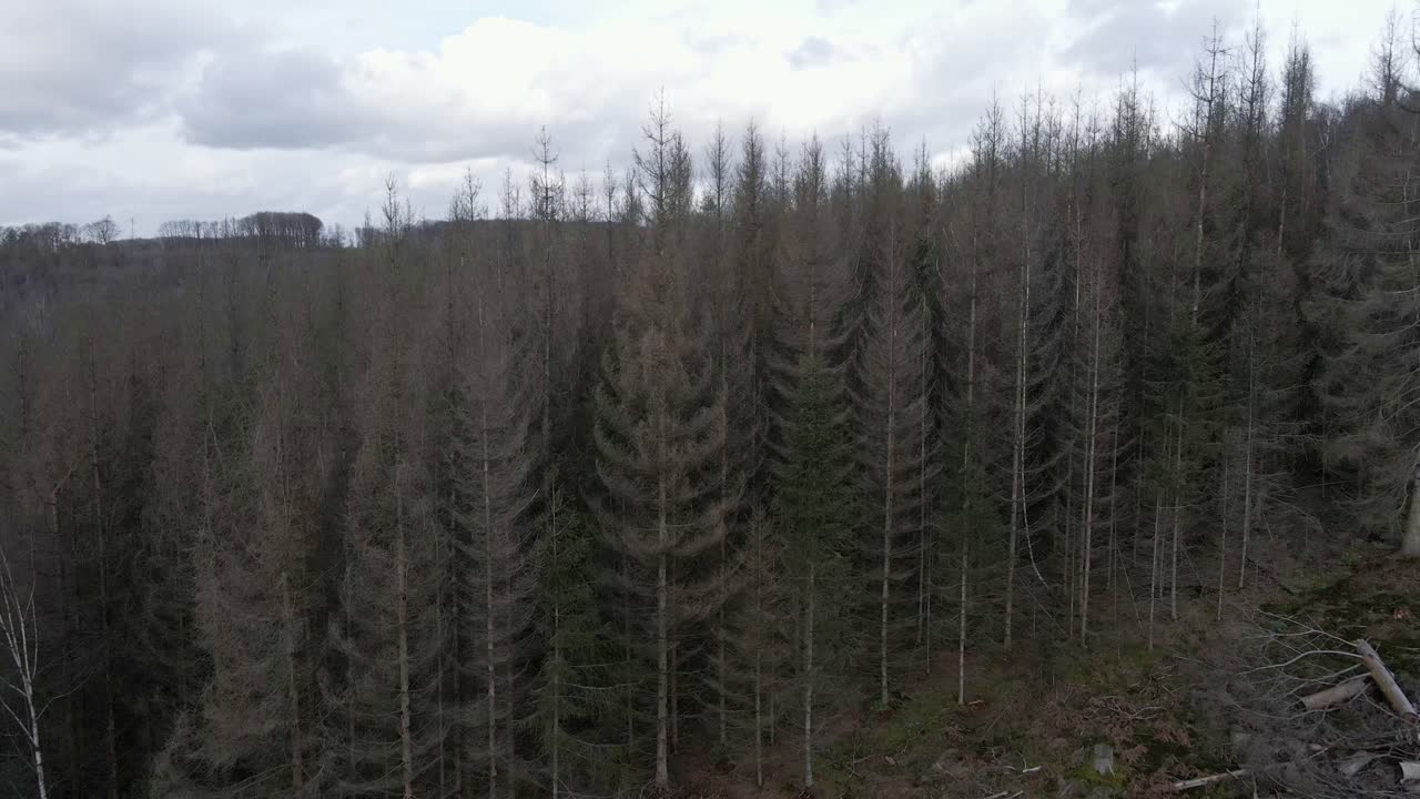 Kuiva, kuollut ja osittain hakattu havumetsä Länsi-Saksassa talvella
