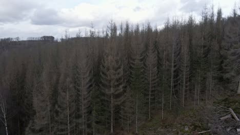 dry, dead coniferous forest that is partially logged in western germany during winter