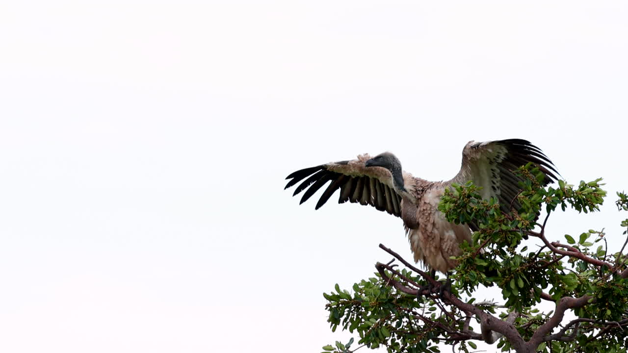 el buitre del cabo en peligro de extinción se sienta en la cima de un árbol con las alas extendidas para secarse después de la lluvia