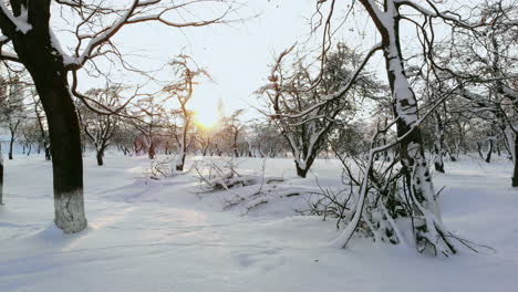 4K.-Flight-above-winter-forest-on-the-north,-aerial-top-view.