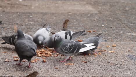 Palomas-De-La-Acera-De-La-Calle