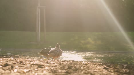 pigeon and duck standing next to lake in park, surrounded by nature