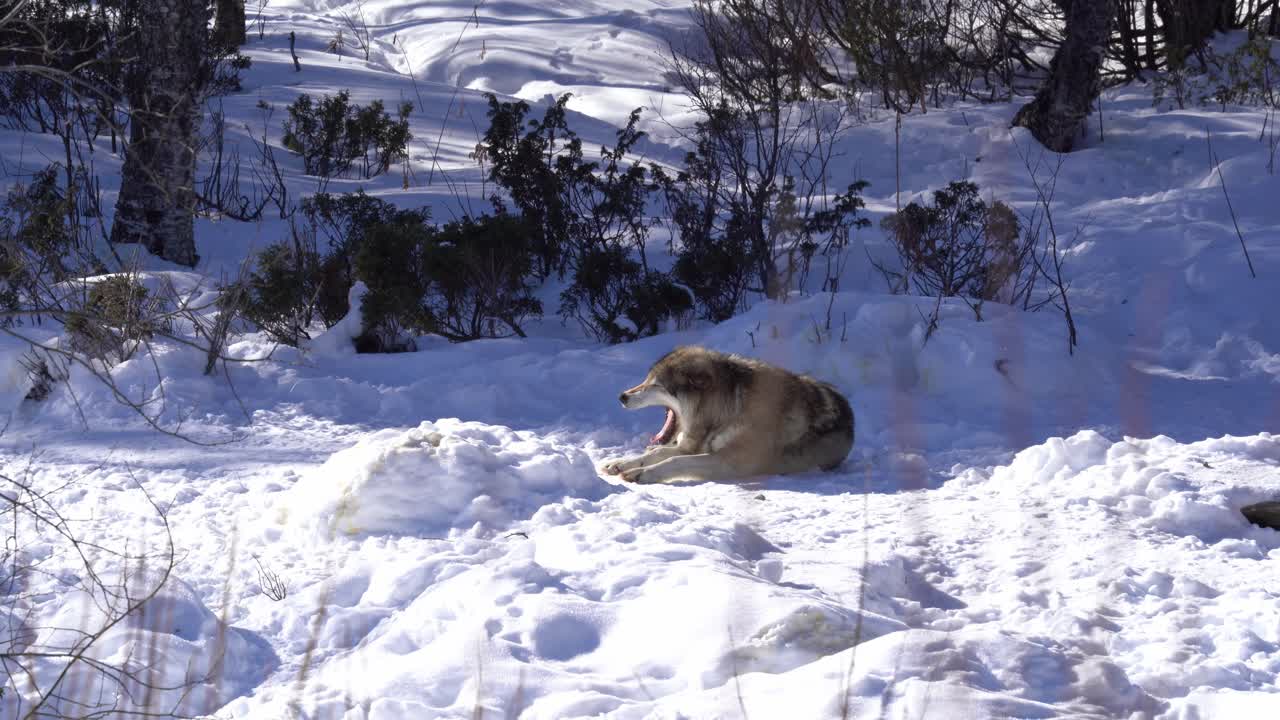lobo solitario relajándose y bostezando en la nieve - lobo gris noruego salvaje canis lupus en la naturaleza - trípode estático telezoom