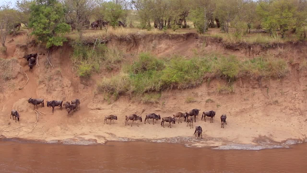 los ñus se reúnen confundidos en el fangoso cruce del río mara, kenia