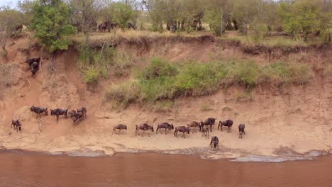 wildebeest gather in confusion at muddy mara river crossing, kenya