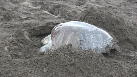 Tortugas-Marinas-Golfina-Se-Arrastran-Por-Una-Playa