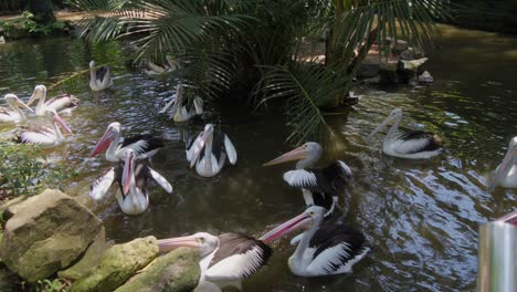 Gruppe-Von-Australischen-Pelikanen-Schwimmen-Im-Teich