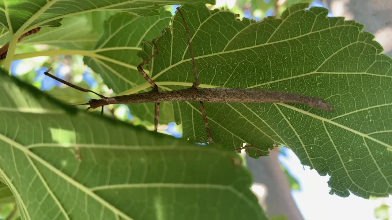 insecto palo en la hoja de un árbol movido por el viento