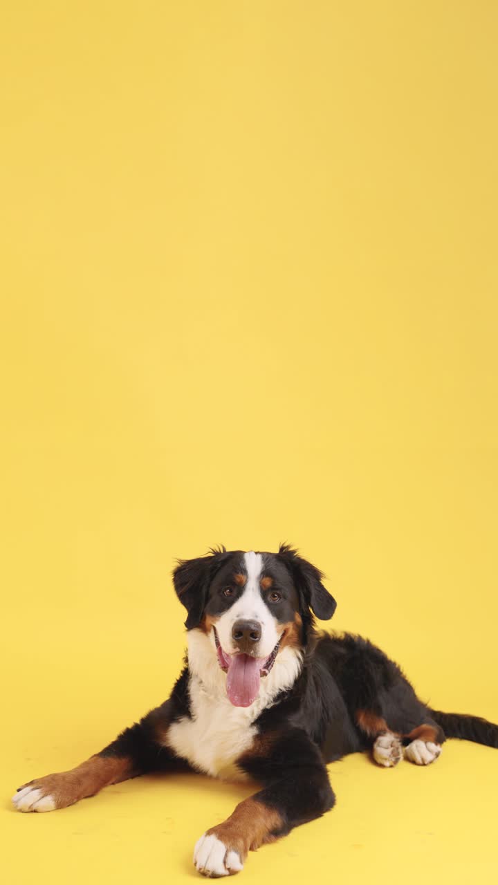 Bernese Mountain Dog on Yellow Background