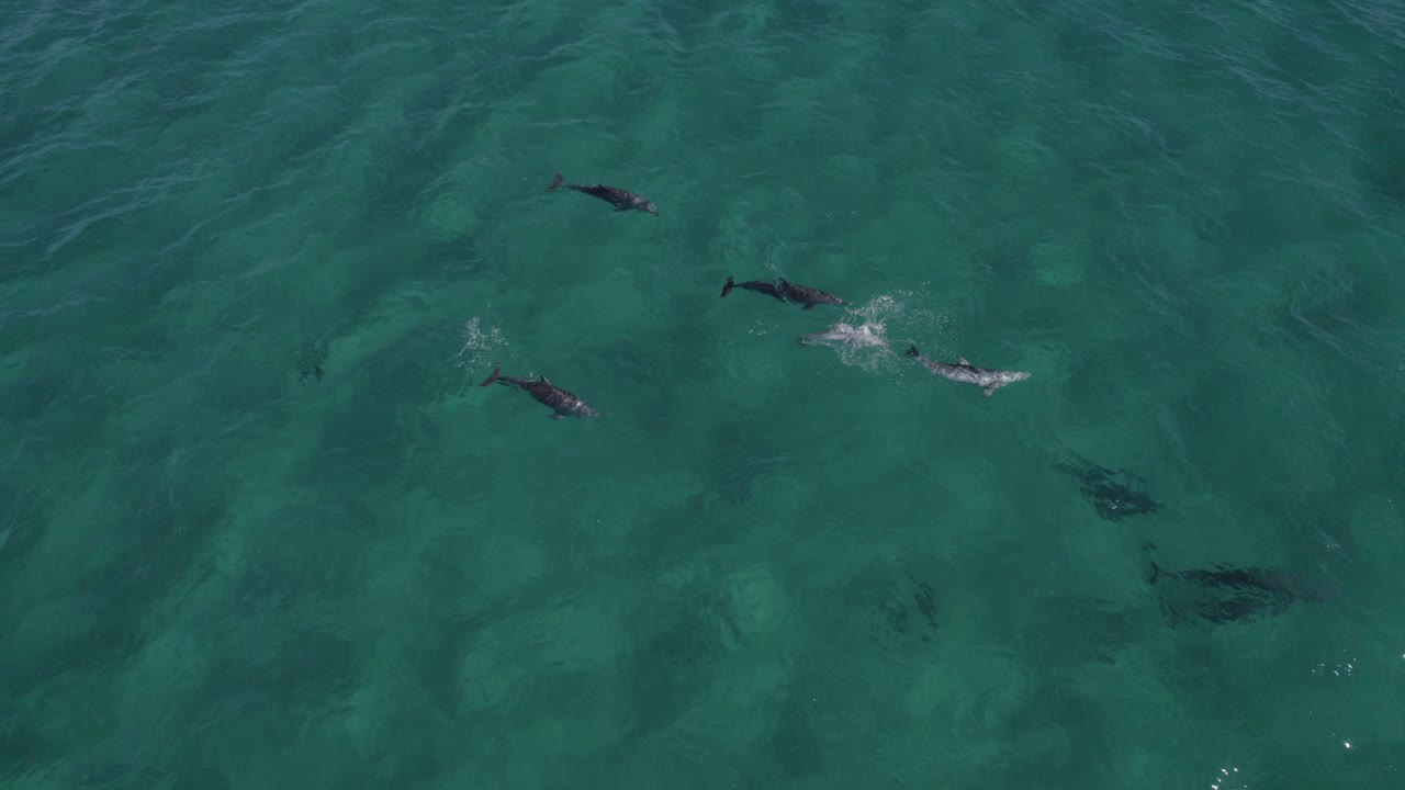 delfines nariz de botella nadando y jugando bajo el agua clara del mar en australia