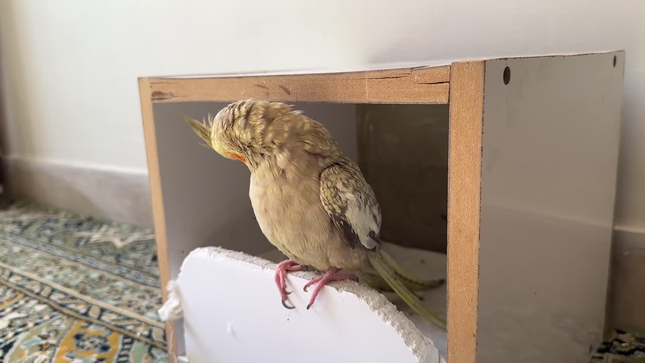 cute cockatiel pet bird with bright yellow feathers sitting in its box on wooden background inside iran people home exotic small parrot portrait closeup friendly gray feathers tropical wildlife