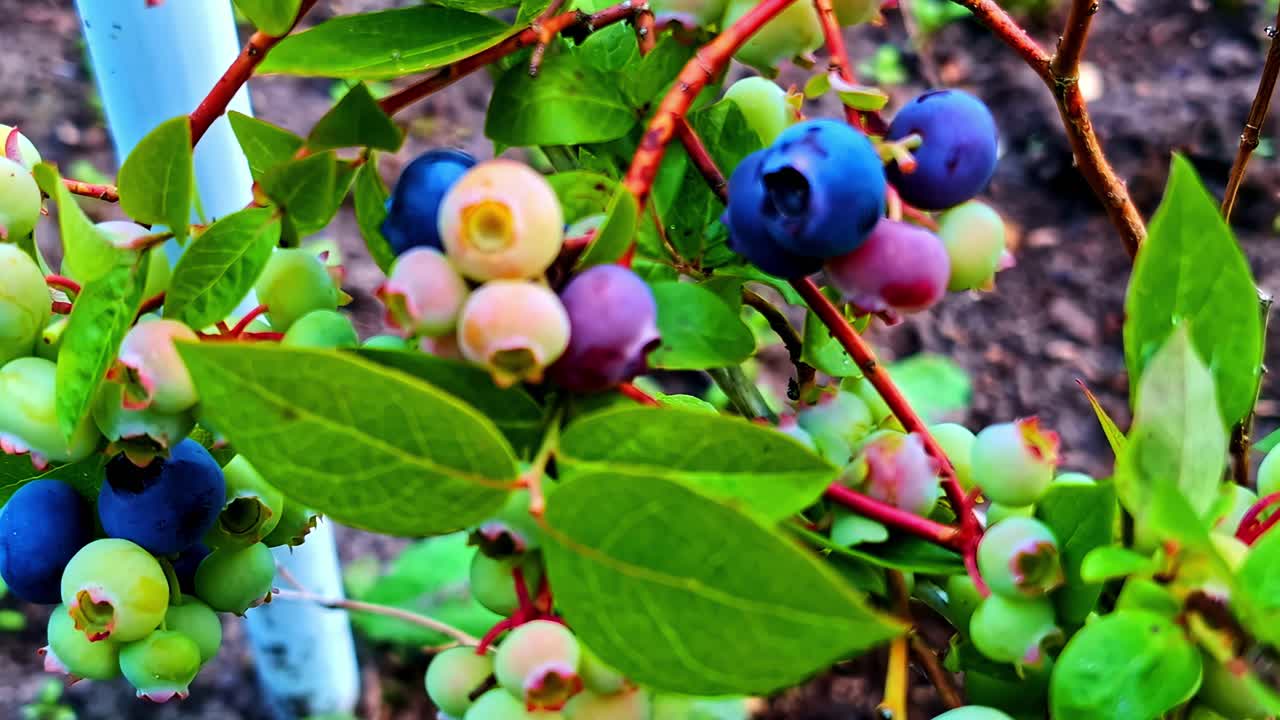 Close up of ripe blueberries growing on a bush in a Latvian garden during summer