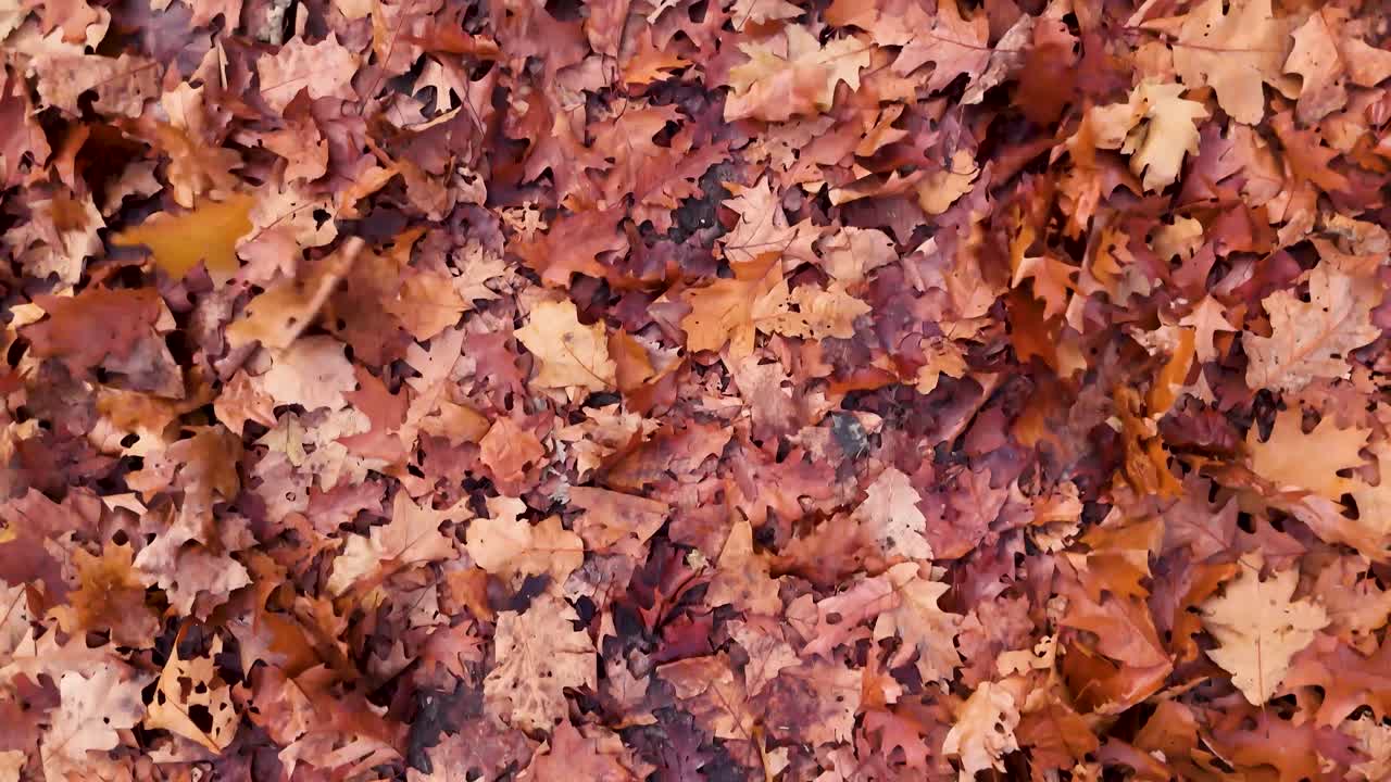 Le foglie d'autunno sul terreno