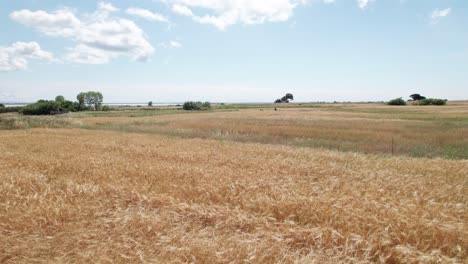 Slow-aerial-dolly-above-grassland-with-wheat-waving-in-wind-under-light-blue-sky