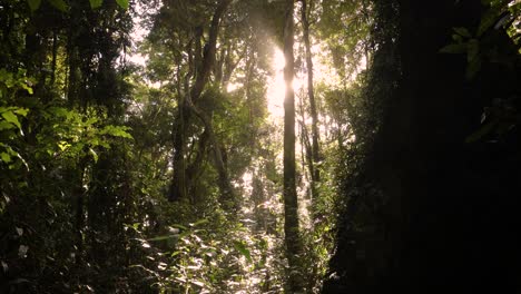 imágenes portátiles del sol fluyendo a través de los árboles a lo largo del circuito de dave's creek en el parque nacional de lamington, gold coast hinterland, australia