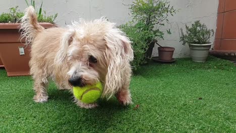 Süßer-Kleiner,-Freundlicher,-Goldbrauner-Hund-Mit-Lockigem-Haar-Und-Kurzen-Beinen,-Der-Hinterherläuft-Und-Mit-Einem-Gelben-Tennisball-Spielt