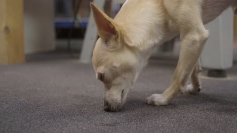 Dog-sniffing-the-ground-carpet