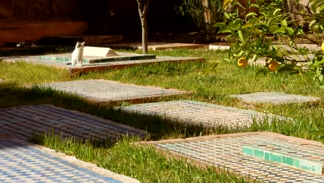 gato caminando en el campo de izquierda a derecha con azulejos y mosaicos marroquíes en la hierba
