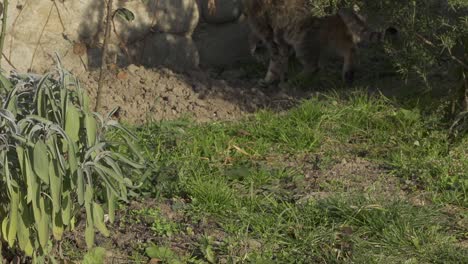 Austalia---Un-Impresionante-Paisaje-De-Un-Gato-Caminando-En-El-Jardín---Primer-Plano