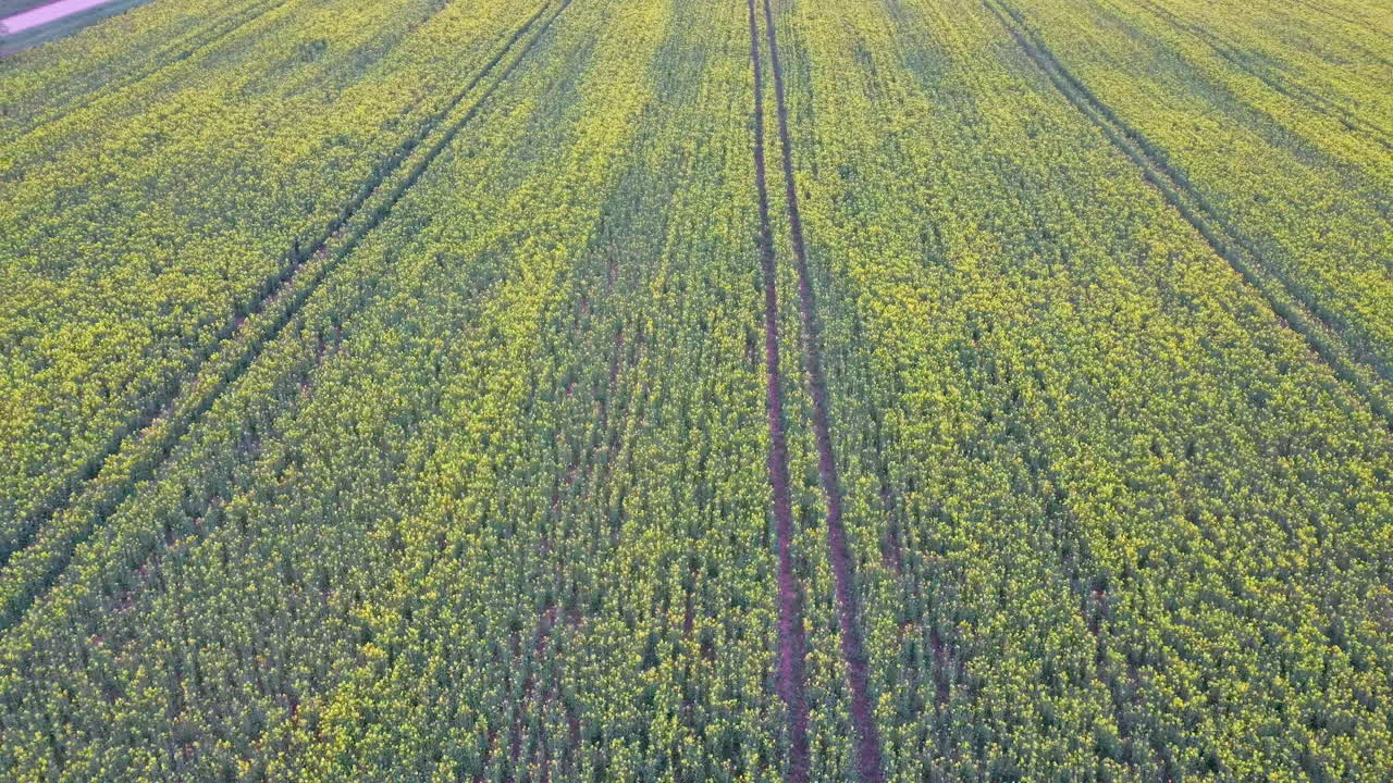 vuelo sobre campo con flores de canola en flor