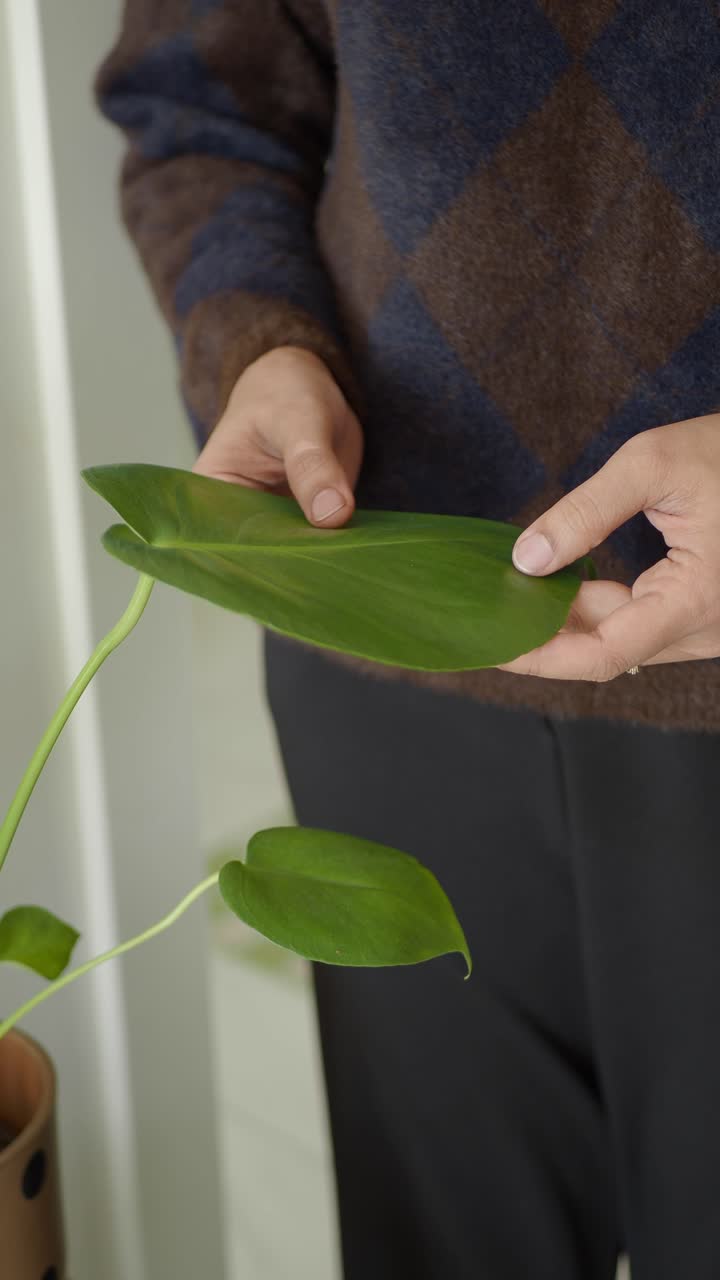 Primo piano di mani che tengono delicatamente una grande foglia verde di pianta.