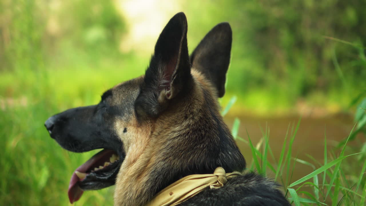 perro pastor alemán sentado y jadeando con la lengua colgando junto a un río en un día soleado