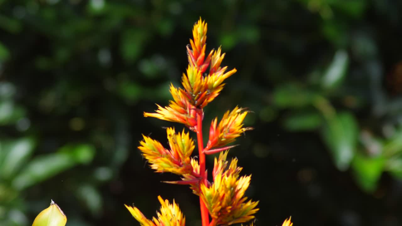 해에 하와이 정원에서 밝은 식물에 착륙하는 나비