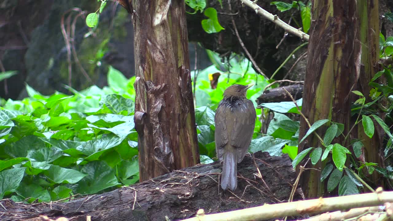 la lluvia en un pájaro, el tordo de color arcilla, el turdus grayi, la primavera