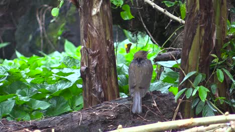 Rain-on-a-bird,-clay-colored-thrush,-Turdus-grayi,-primavera