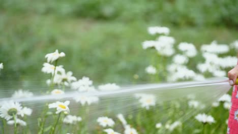 woman is pouring chamomiles by hose outdoors. gardener hand with water hose watering flowers in garden yard. handheld close-up shot.