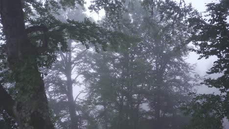 Vista-Fascinante-Sobre-El-Camino-Forestal-Cubierto-De-Niebla.