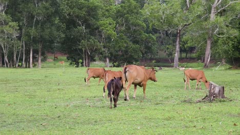 vacas pastando en un pasto forestal