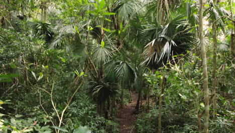 Flying-through-the-green-yellowish-jungle